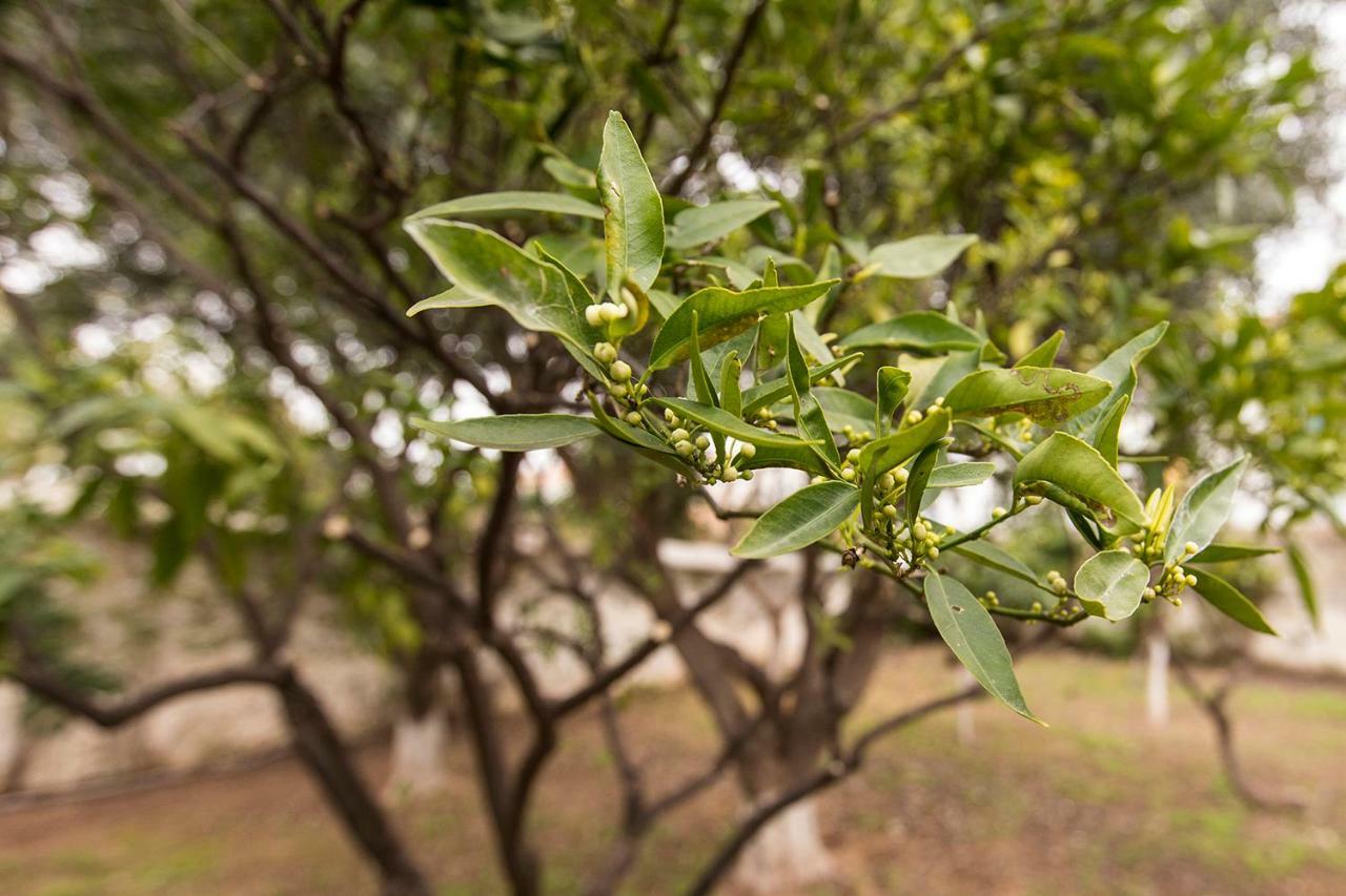 Two Olive Trees Guest House Spetses Town Luaran gambar